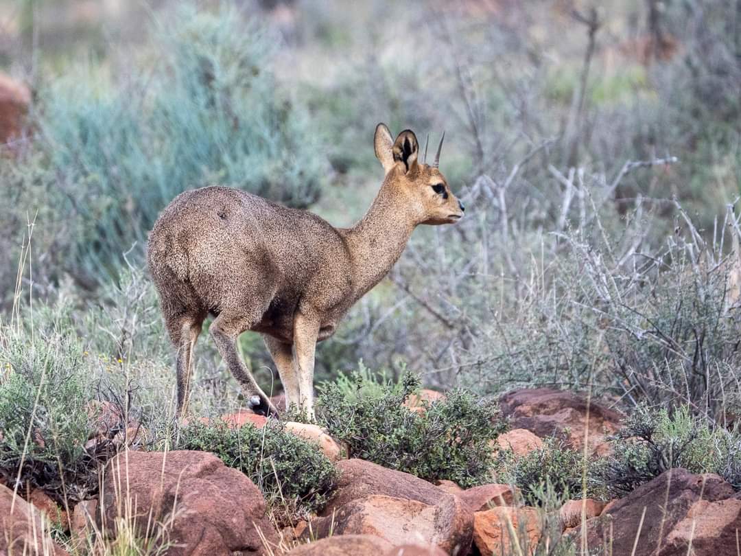 FB_IMG_1655132960192